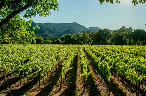 Unión de Uniones critica el Paquete de Vino del MAPA por dejar fuera medidas clave para los viticultores