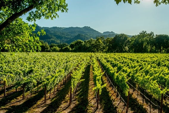 Unión de Uniones critica el Paquete de Vino del MAPA por dejar fuera medidas clave para los viticultores