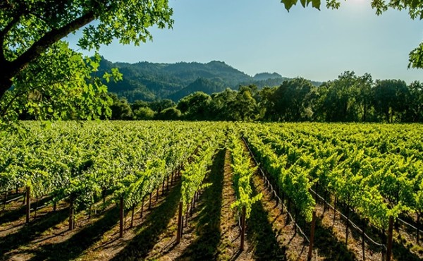 Unión de Uniones critica el Paquete de Vino del MAPA por dejar fuera medidas clave para los viticultores