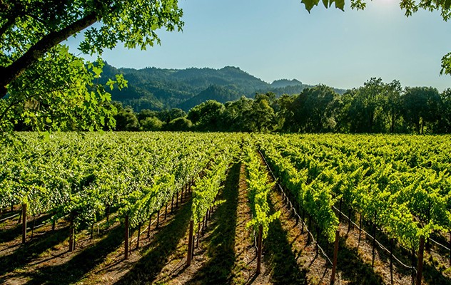 Vitivinicola_viñedo_vino