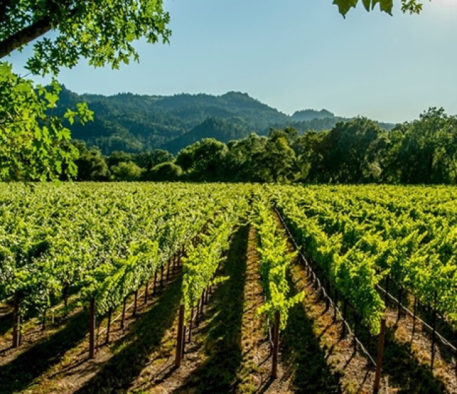 El abono verde en la viticultura mediterránea, las selecciones prácticas de Climed-Fruit