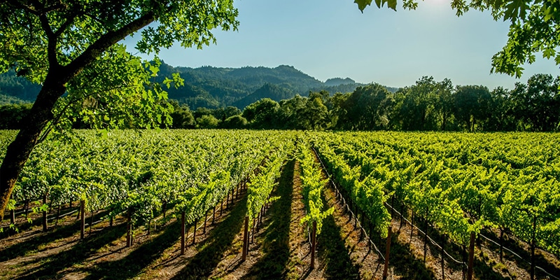 Vitivinicola_viñedo_vino