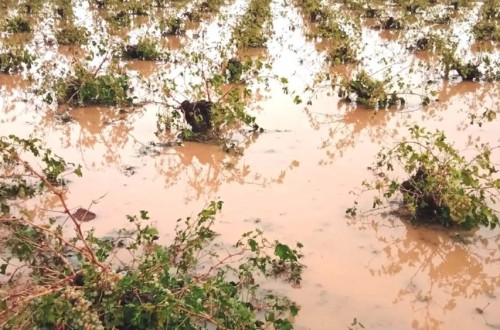 La dana pega de lleno a los viñedos de moscatel y pone a prueba la fortaleza de la vid
