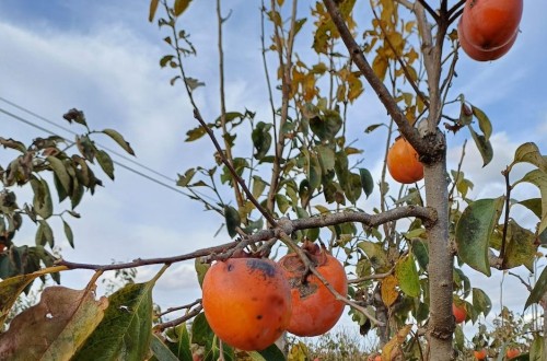 El Ministerio de Agricultura abona 3,9 millones en ayudas directas a nuevos beneficiarios afectados por la DANA