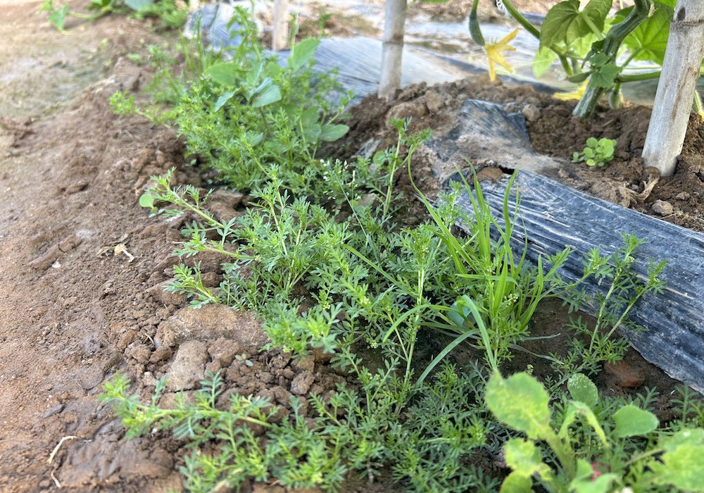 malherbologia_horticolas