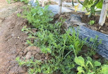 Malherbología en cultivos hortícolas