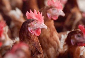 Importancia de la protección cruzada inducida por vacunas en la prevención de ‘Salmonella’ en ponedoras y reproductoras