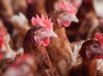 Importancia de la protección cruzada inducida por vacunas en la prevención de ‘Salmonella’ en ponedoras y reproductoras
