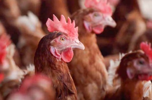 Importancia de la protección cruzada inducida por vacunas en la prevención de ‘Salmonella’ en ponedoras y reproductoras