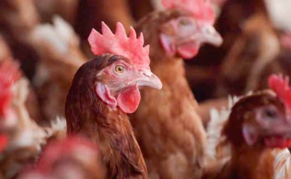 Importancia de la protección cruzada inducida por vacunas en la prevención de ‘Salmonella’ en ponedoras y reproductoras