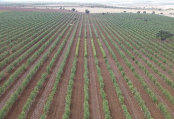 Evaluación de sistemas superintensivos de olivar de secano