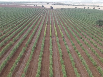 Evaluación de sistemas superintensivos de olivar de secano