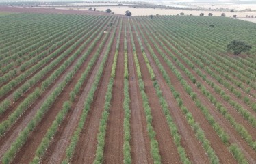 Evaluación de sistemas superintensivos de olivar de secano
