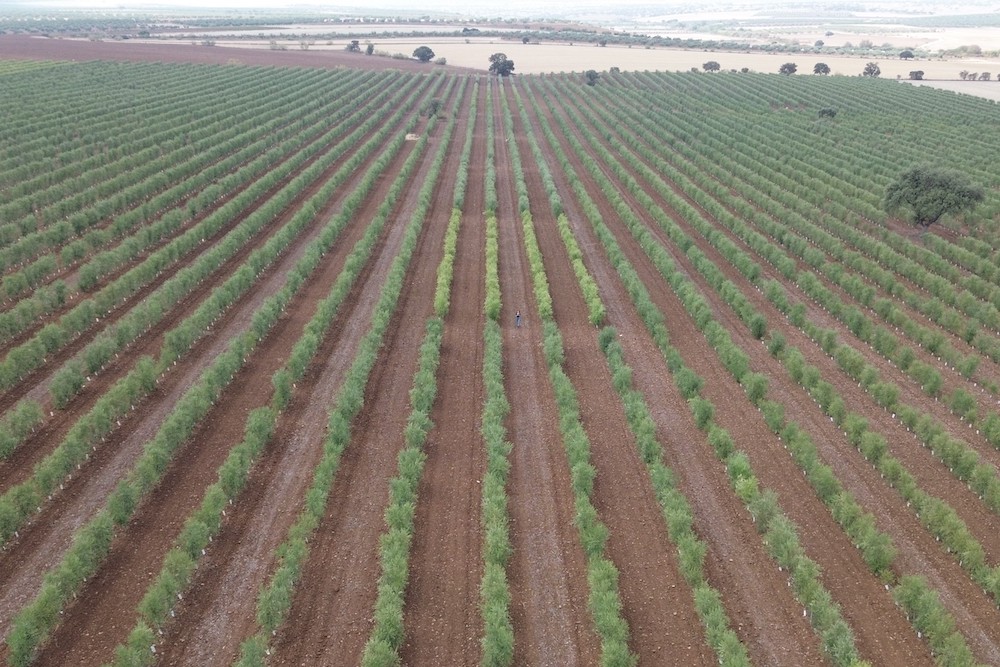 olivar_superintensivo_secano