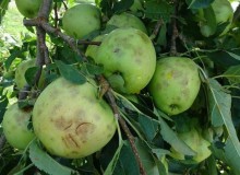 seguros_agrarios_manzanas_agroseguros