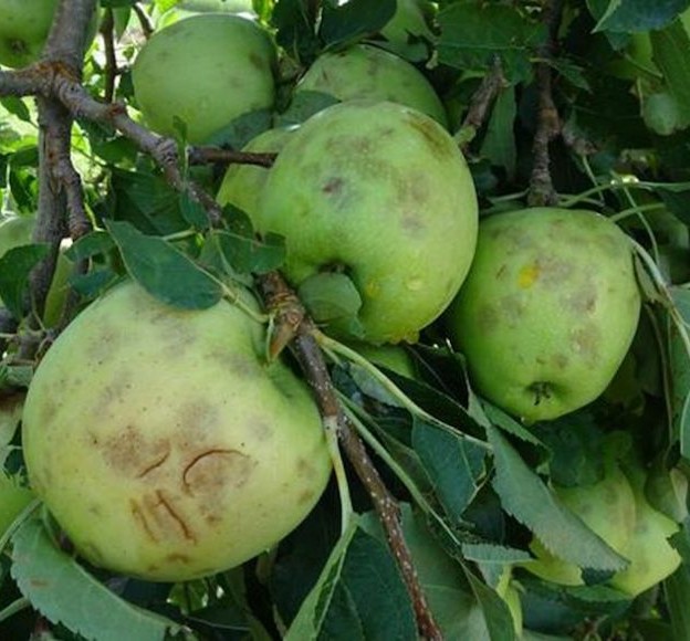 seguros_agrarios_manzanas_agroseguros