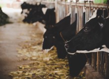 animales_vacas_ganaderia