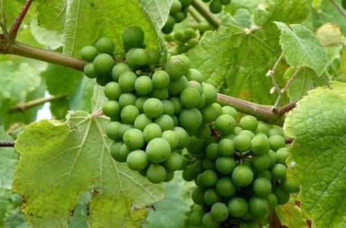 El MAPA activa de urgencia la cosecha en verde de uva de vinificación con un presupuesto de 19,2 millones