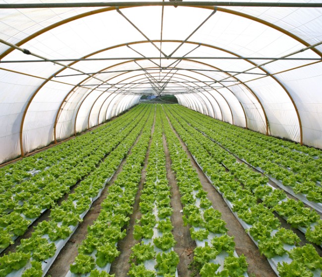 El sector de la agricultura creó en julio 218 sociedades mercantiles, el 2% del total