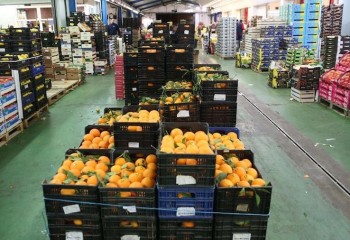 Gestha estima que los aranceles de EEUU afectarán a menos del 5% de las exportaciones españolas de productos agropecuarios