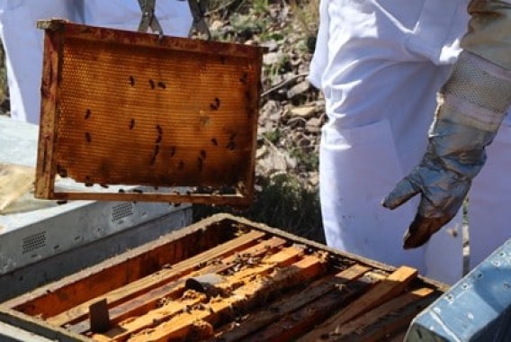 El sector apícola denuncia una de las peores campañas de miel de las últimas décadas