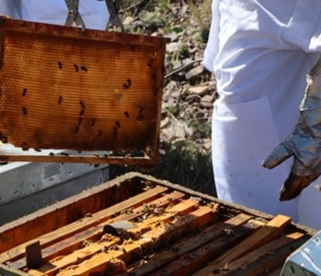 El sector apícola denuncia una de las peores campañas de miel de las últimas décadas