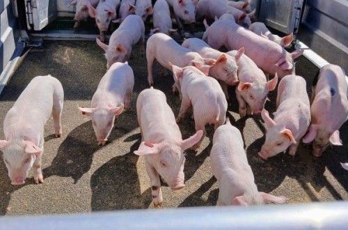 Asaja anuncia movilizaciones si no hay moratoria para el decreto de producción del porcino