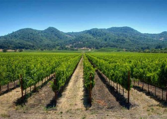 Optimización del riego en viticultura: ventajas y limitaciones del riego por goteo subterráneo, las selecciones prácticas de Climed-Fruit