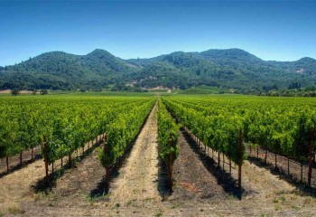 Optimización del riego en viticultura: ventajas y limitaciones del riego por goteo subterráneo, las selecciones prácticas de Climed-Fruit