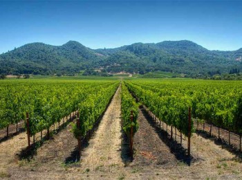 Optimización del riego en viticultura: ventajas y limitaciones del riego por goteo subterráneo, las selecciones prácticas de Climed-Fruit