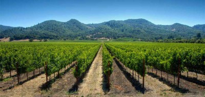 Optimización del riego en viticultura: ventajas y limitaciones del riego por goteo subterráneo, las selecciones prácticas de Climed-Fruit