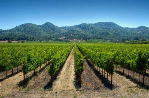 Optimización del riego en viticultura: ventajas y limitaciones del riego por goteo subterráneo, las selecciones prácticas de Climed-Fruit