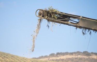El grupo operativo Biorevaleaf transforma la hojas de olivo en ingredientes saludables