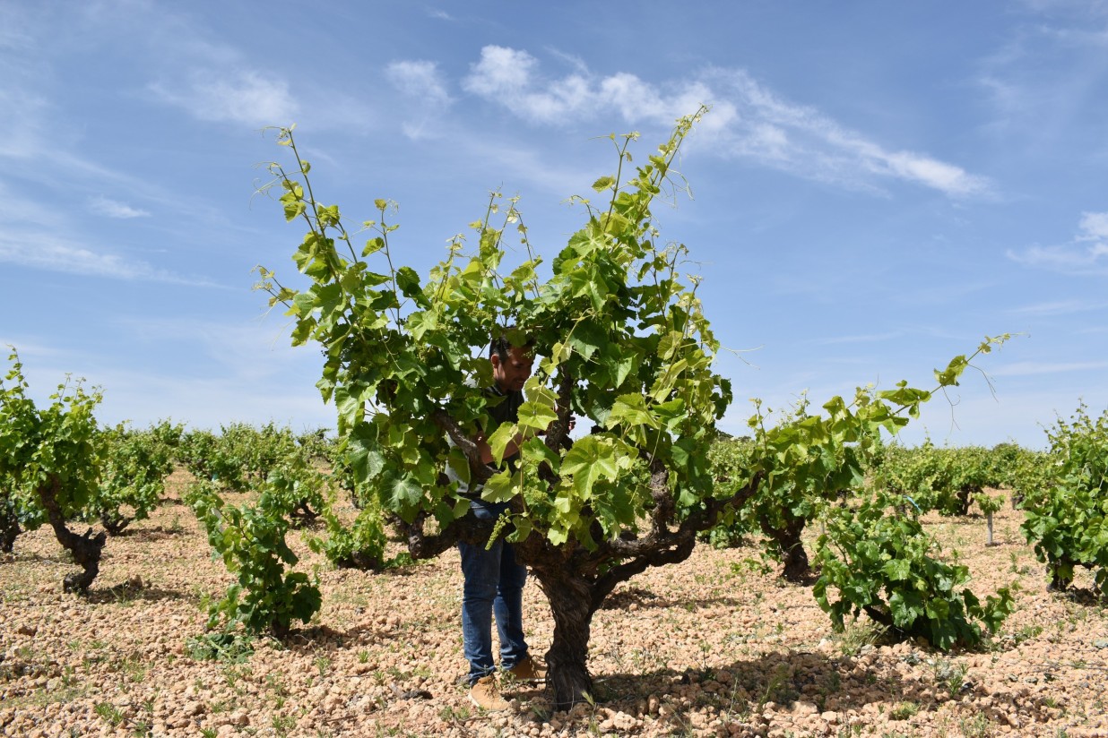 Biovidman refuerza las variedades vitícolas de Castilla-La Mancha contra el cambio climático