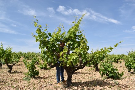 Biovidman refuerza las variedades vitícolas de Castilla-La Mancha contra el cambio climático
