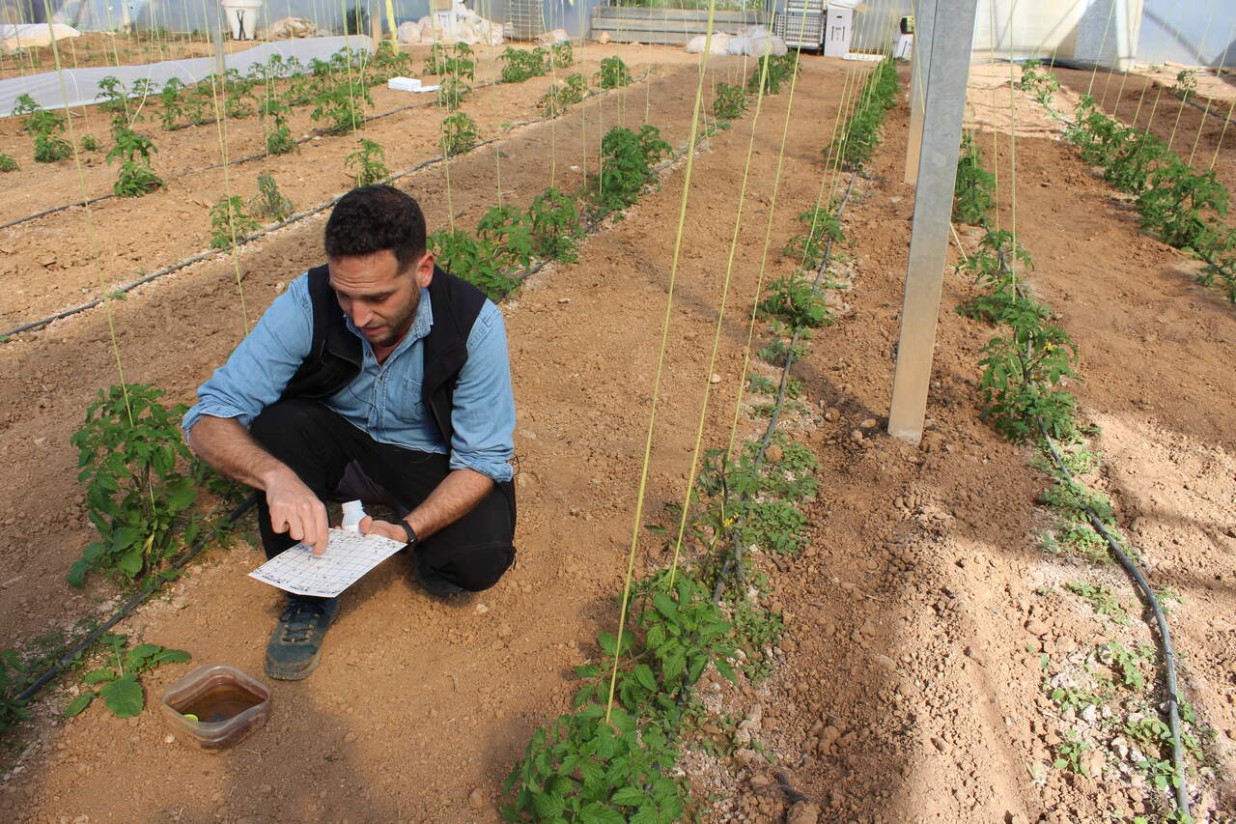 La UNIÓ pide medidas urgentes contra la plaga de Tuta absoluta en el tomate