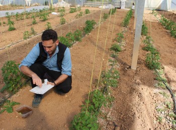 La UNIÓ pide medidas urgentes contra la plaga de Tuta absoluta en el tomate