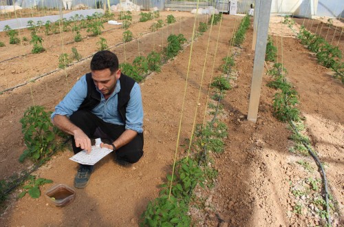 La UNIÓ pide medidas urgentes contra la plaga de Tuta absoluta en el tomate
