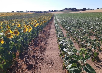 Siembra temprana del girasol: innovaciones genéticas enfocadas al aumento de la rentabilidad