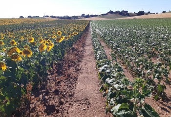 Siembra temprana del girasol: innovaciones genéticas enfocadas al aumento de la rentabilidad