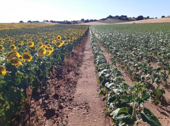 Siembra temprana del girasol: innovaciones genéticas enfocadas al aumento de la rentabilidad