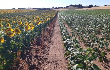 Siembra temprana del girasol: innovaciones genéticas enfocadas al aumento de la rentabilidad