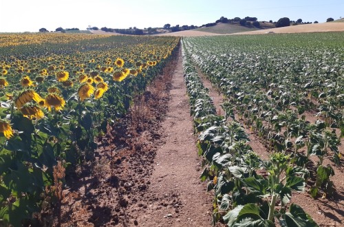 Siembra temprana del girasol: innovaciones genéticas enfocadas al aumento de la rentabilidad