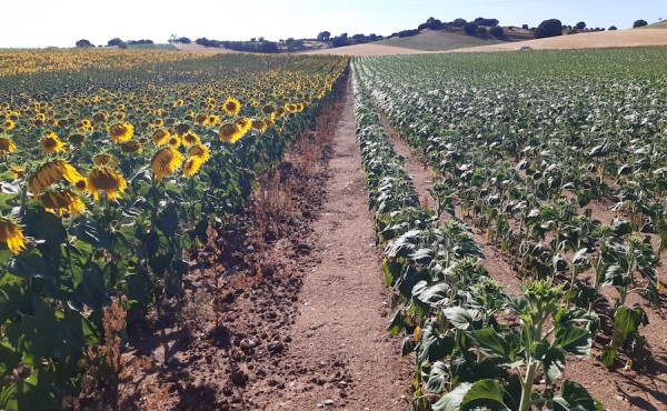 Siembra temprana del girasol: innovaciones genéticas enfocadas al aumento de la rentabilidad
