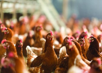 Nutreco presenta un programa para prolongar los ciclos de producción de las ponedoras
