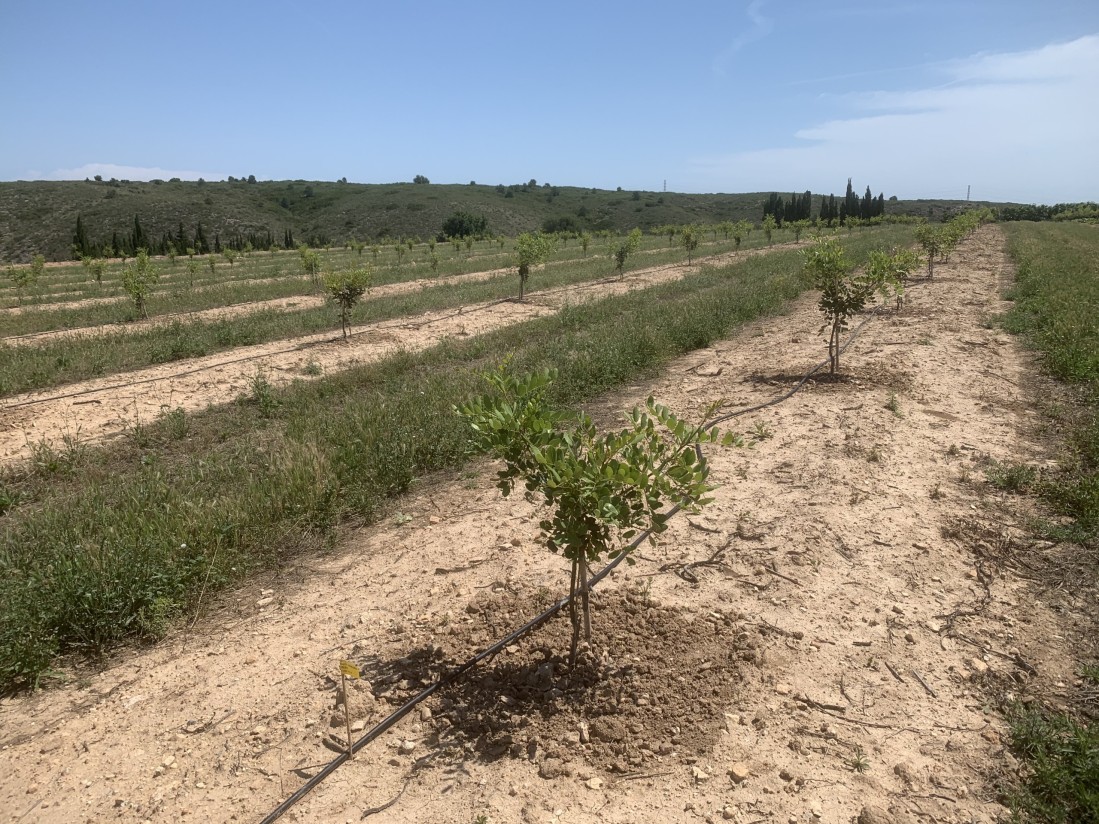 El algarrobo se abre paso en la agricultura española de la mano de Viveros Hernandorena