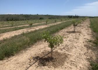 El algarrobo se abre paso en la agricultura española de la mano de Viveros Hernandorena