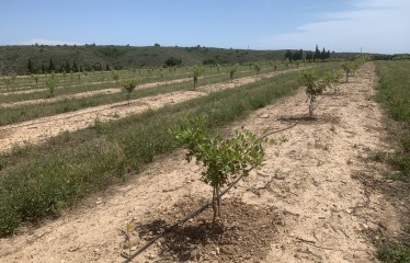 El algarrobo se abre paso en la agricultura española de la mano de Viveros Hernandorena