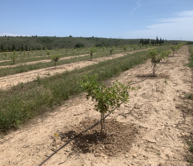 El algarrobo se abre paso en la agricultura española de la mano de Viveros Hernandorena