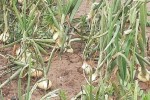 Las lluvias y la falta de soluciones fitosanitarias arrasan más del 80% de las cebollas valencianas según Asaja 